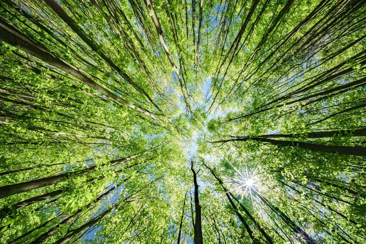 Sunlight shines through tall green trees in a forest.