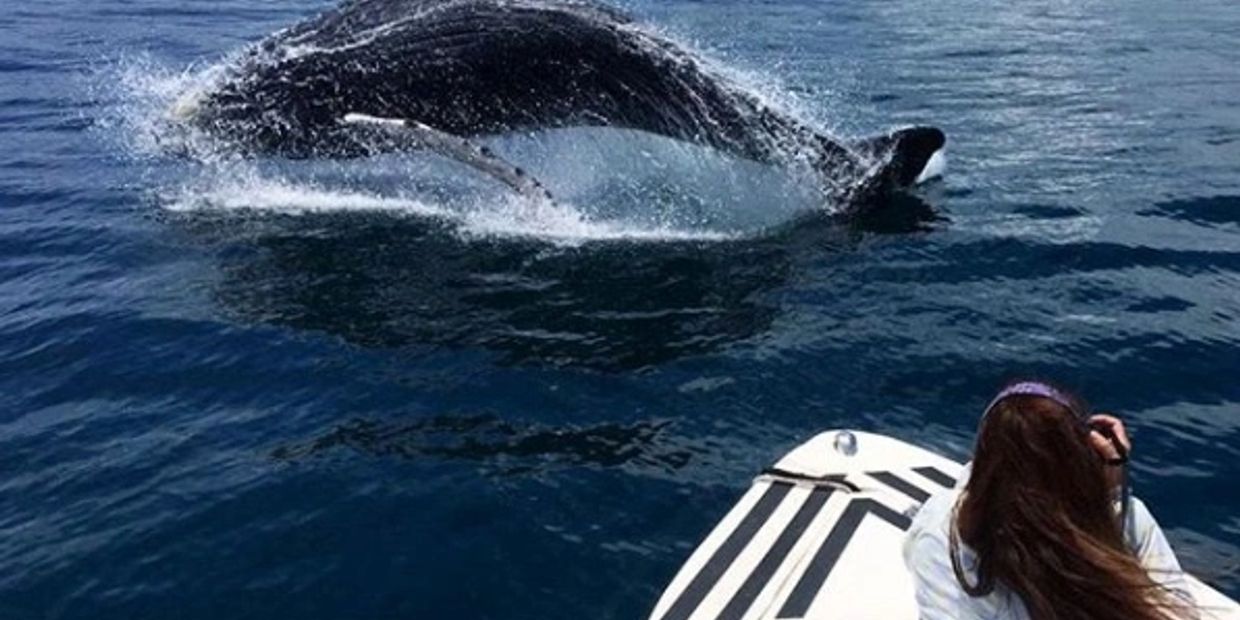 Whale-Watching-Gulf-of-Nicoya