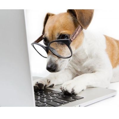 Jack Russel with glasses looking at a laptop