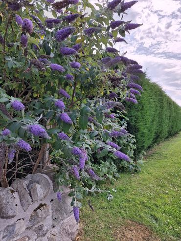 Buddleia bush in bloom