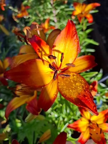 Orange lily
