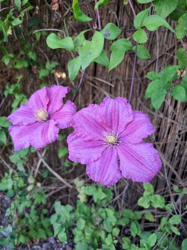 Purple clematis