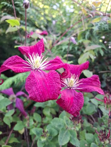 Purple clematis