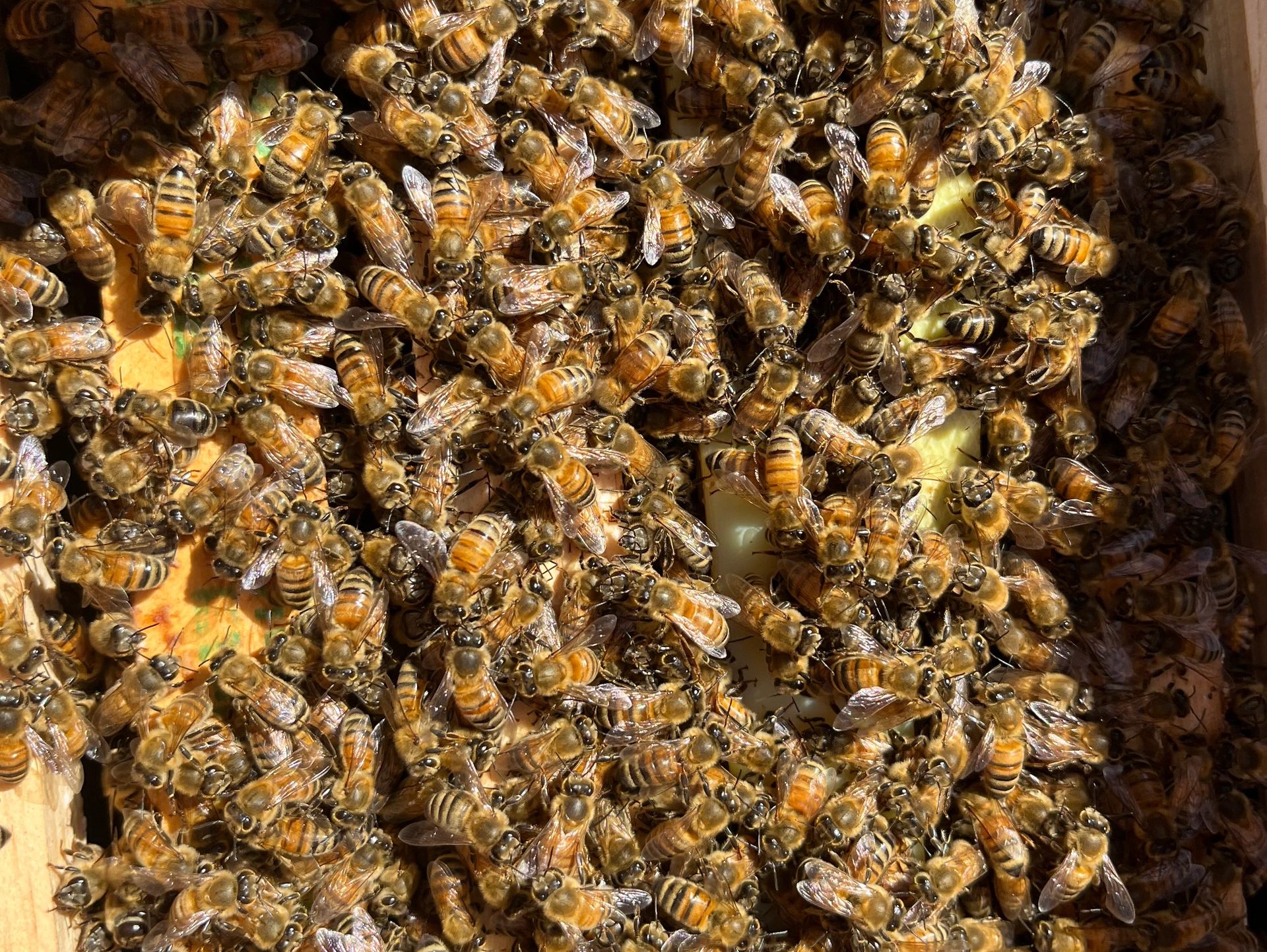 Wisconsin Beekeeping St. Croix Beekeepers