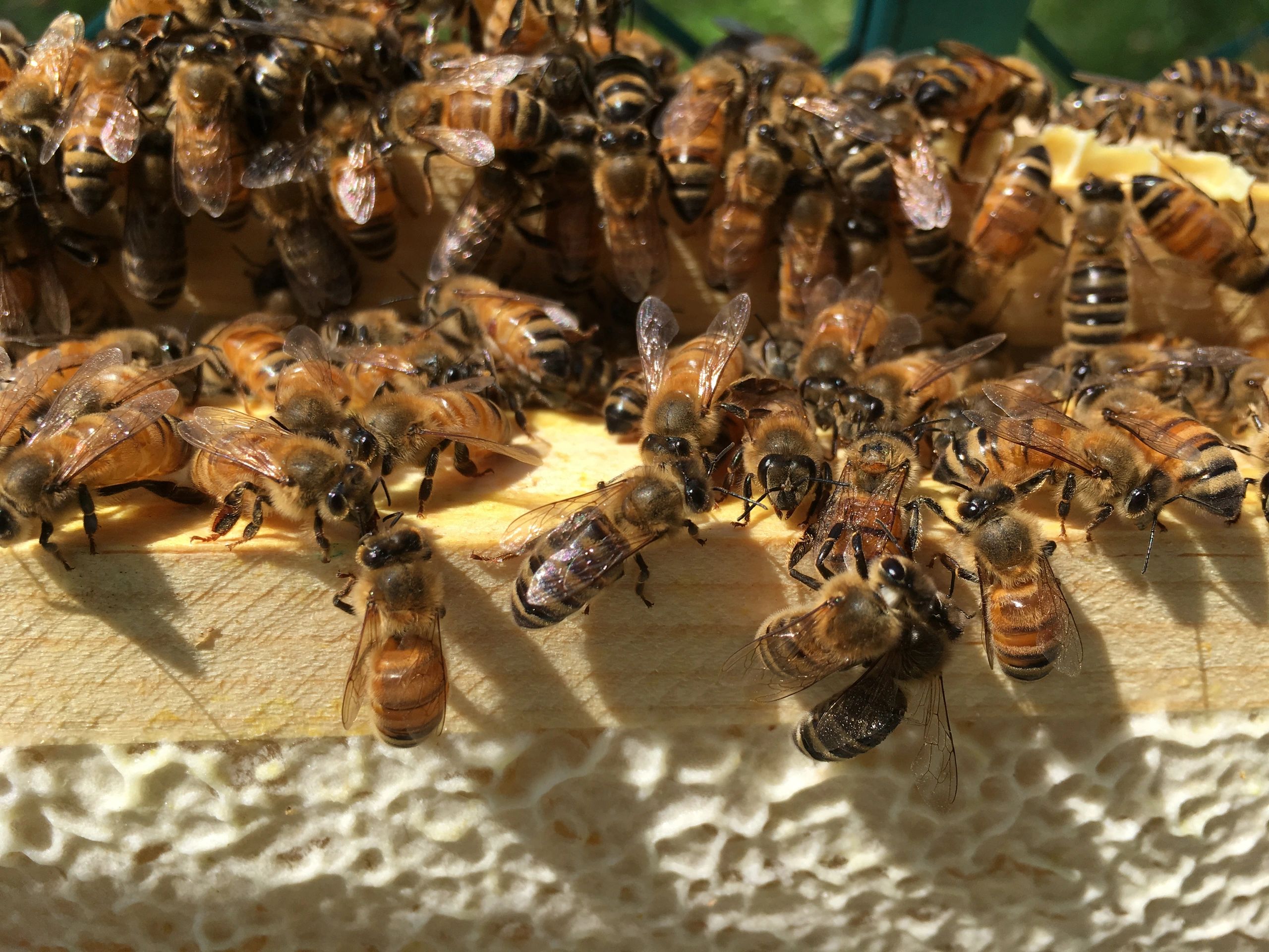Wisconsin Beekeeping St. Croix Beekeepers