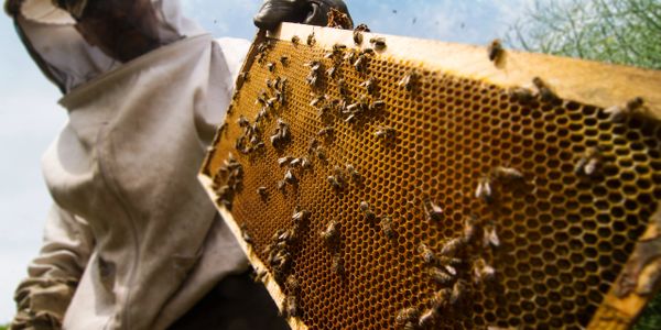 Beekeeper doing inspections on drawn comb