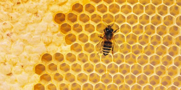 Worker honeybee on a open comb next to honey