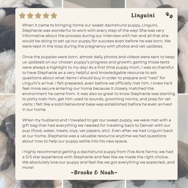 A heartfelt 5-star review for Stephanie and Five Acre Farms about their dachshund puppy, Linguini.