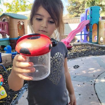 Young girl holding a ladybug container in a playground.