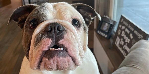 bulldog stud service