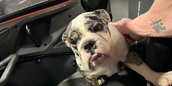 bulldog flight nanny