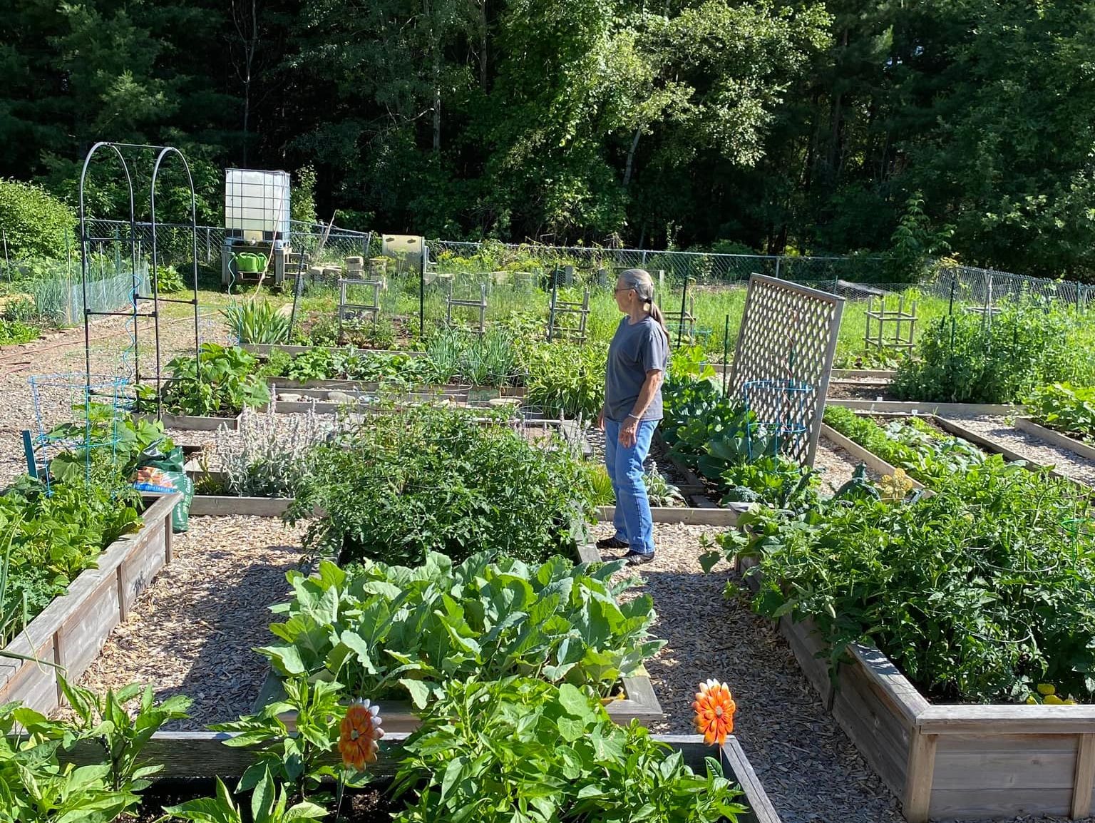 An older woman stands in a lush garden with raised beds full of green plants.