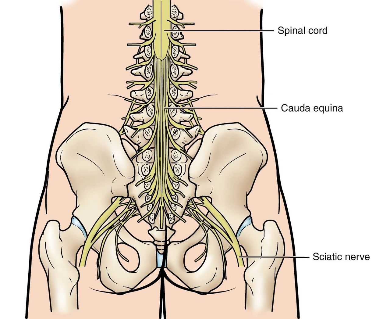 The cauda equina is the bundle of nerve roots located at the lower end of the spinal cord