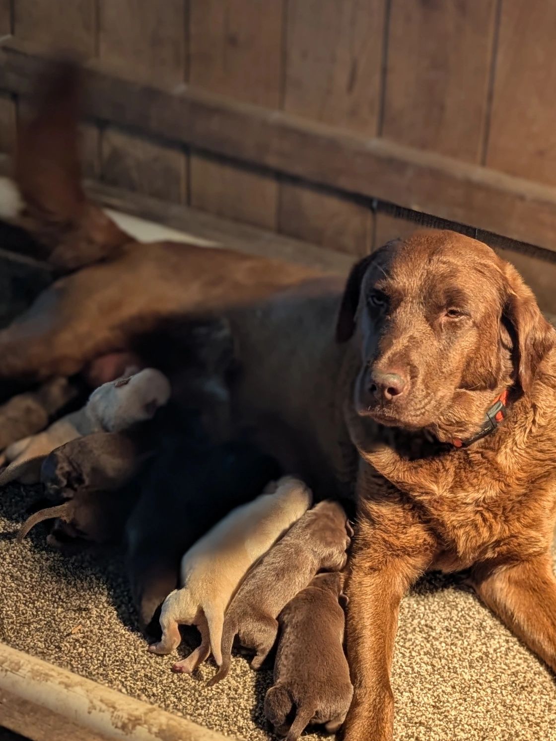 A dog nursing her litter of puppies in a cozy wooden space.