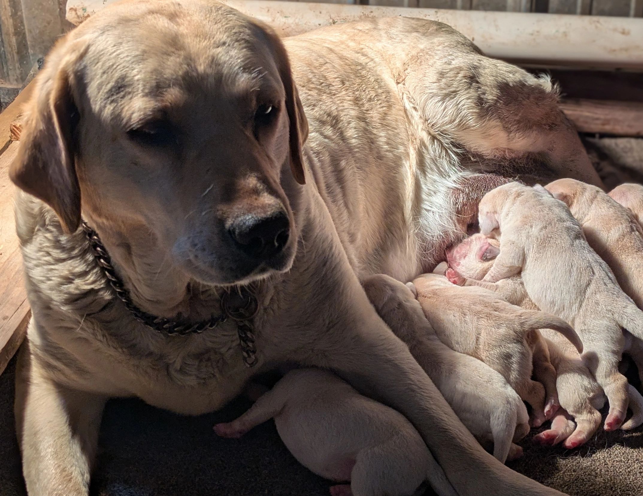 Labrador mother nursing her newborn puppies in sunlight.