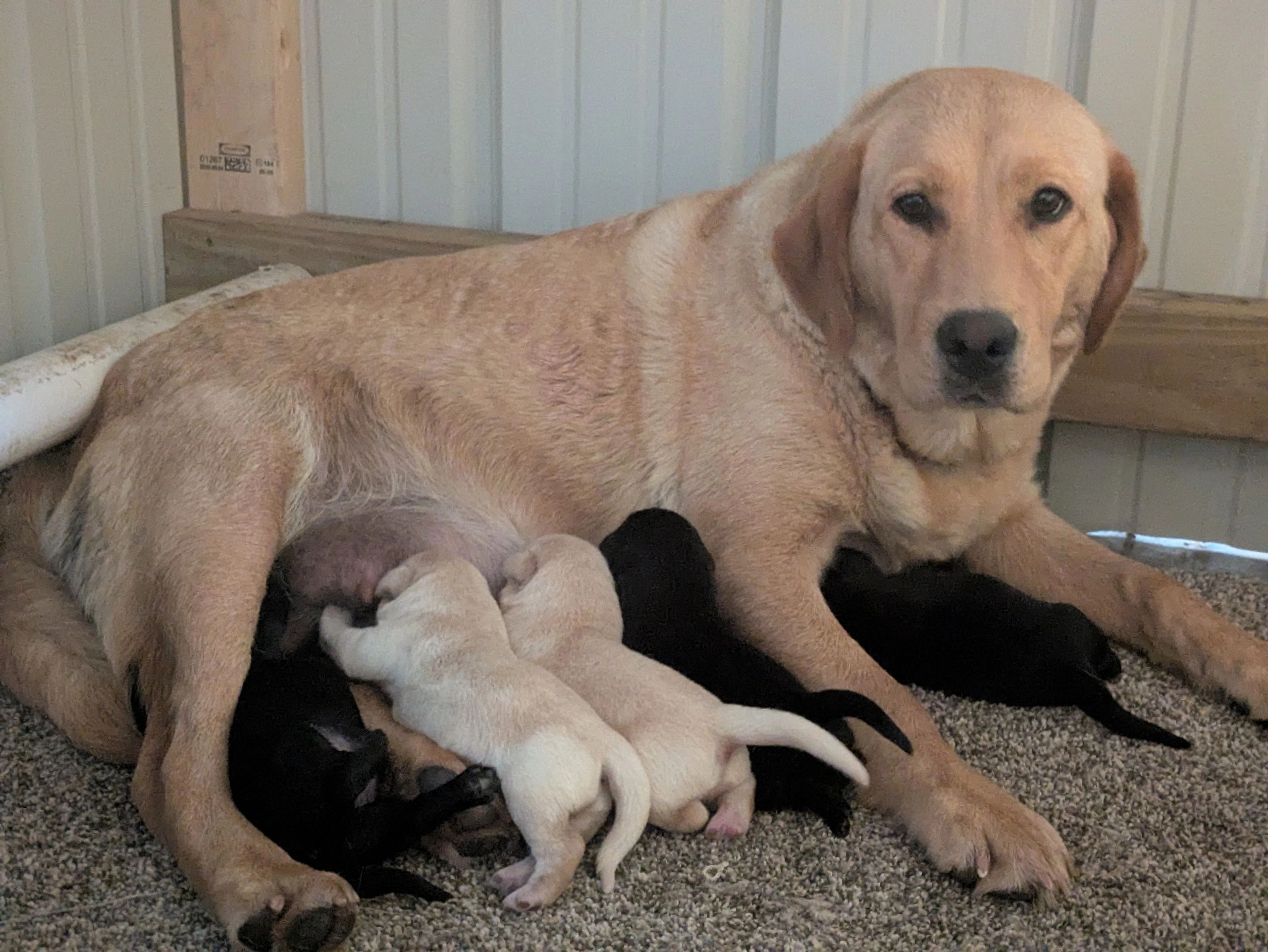 Mother dog nursing her newborn puppies.