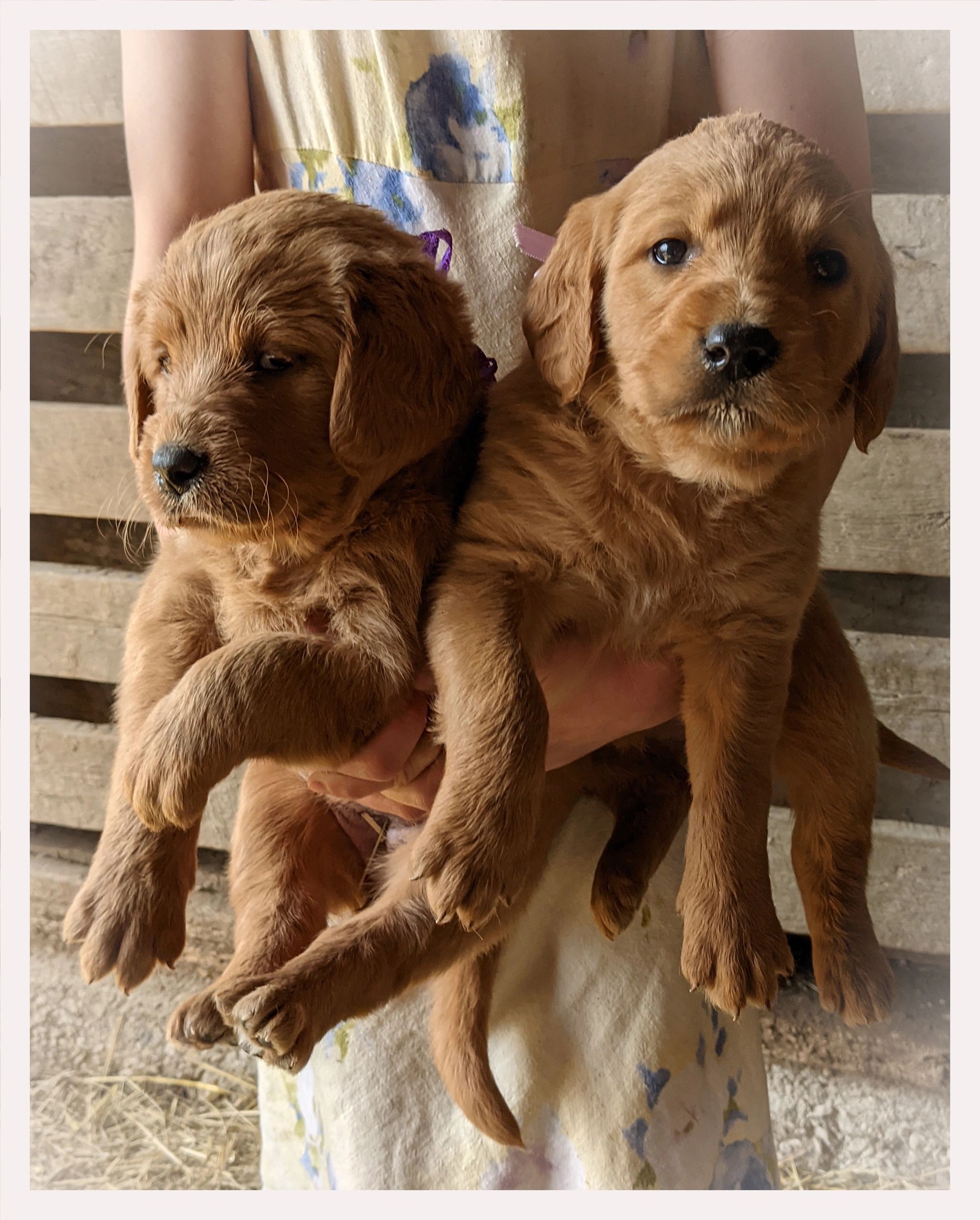 Labrador Retriever Pups