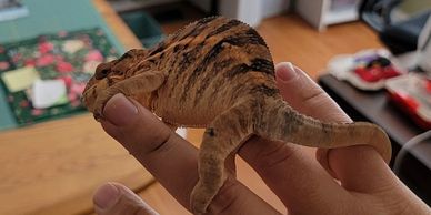 female panther chameleon on someones hand