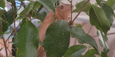 female panther chameleon in a cage on a plant