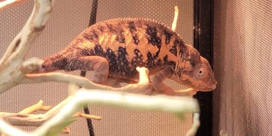 female panther chameleon showing signs of being gravid