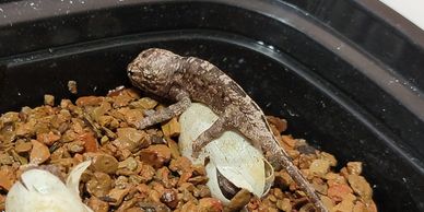 baby panther chameleon on an egg with another baby panther chameleon in the egg