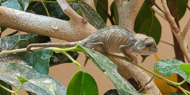 small baby panther chameleon in a cage on a branch and plant