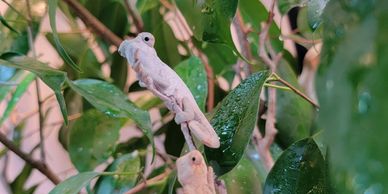 two baby panther chameleons on a plant