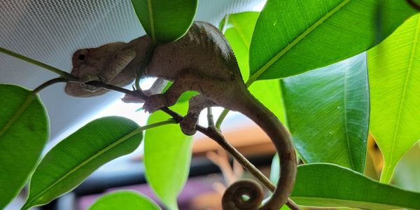 young panther chameleon on a plant in a cage