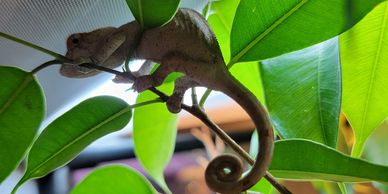 juvenile panther chameleon in a cage