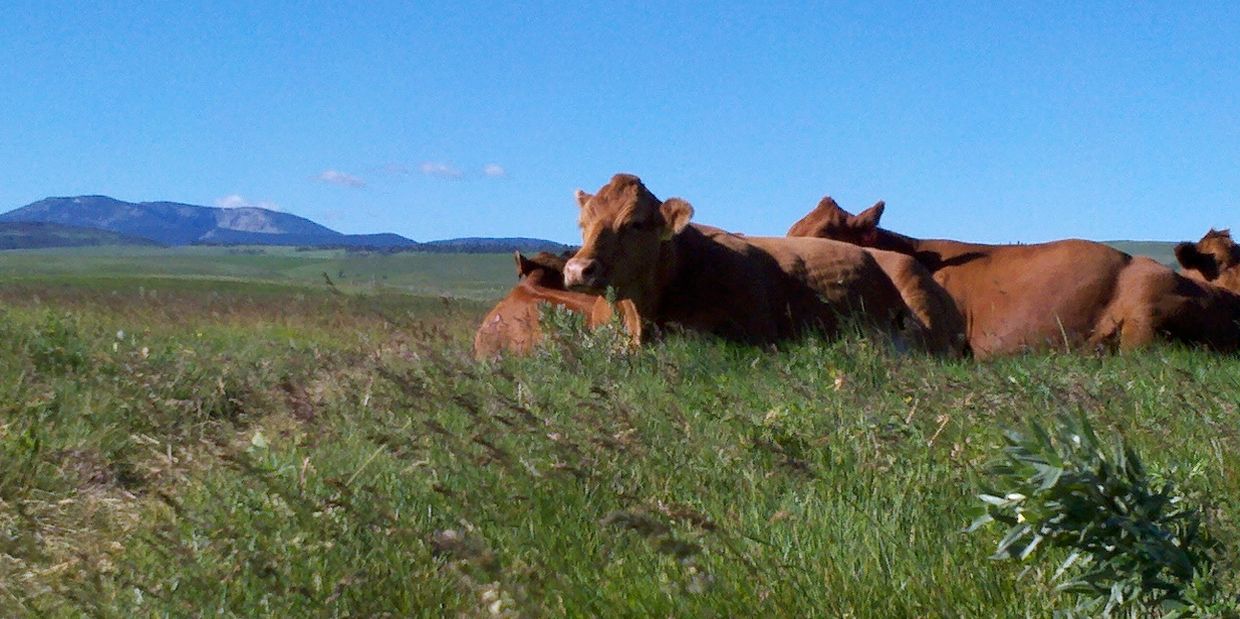 Cows resting in a grassy field under a clear blue sky.