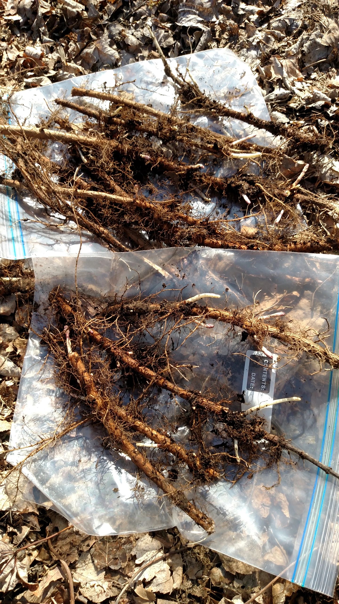How to Plant Your Rockin� Hops Rhizomes