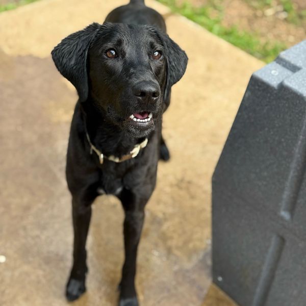 Embark dog trainings Stormie the black lab working her confidence drills.