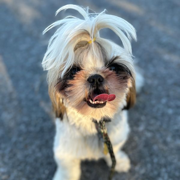 Maltese sitting calmly during a private dog training lesson with Embark Dog Training in Nashville TN