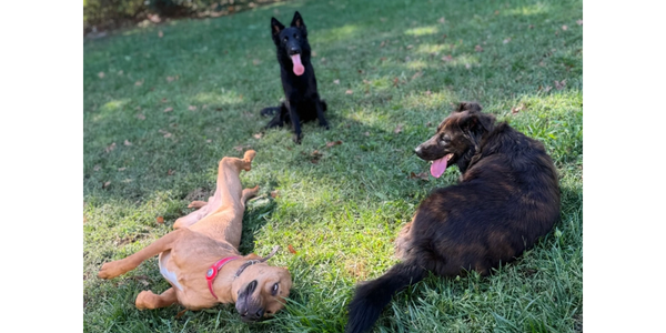 Group of dogs participating in Embark’s board and train program practicing  socialization