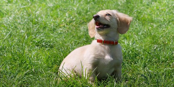 puppy at embark dog training working on confidence and potty training
