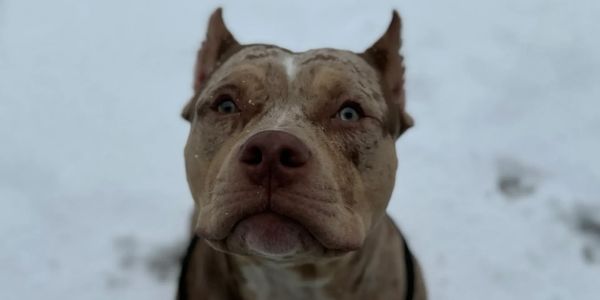 Pit bull learning leash manners and engaged in a private lesson Dog Training program in Nashville, T