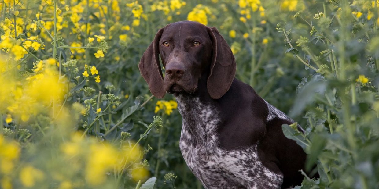 Confidence in Bloom: Focused Obedience in Every Environment even with high drive pointers