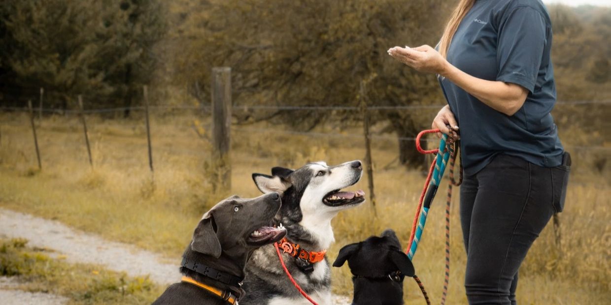 Focus on the things that matter. Dog training in Mansfield Missouri. 