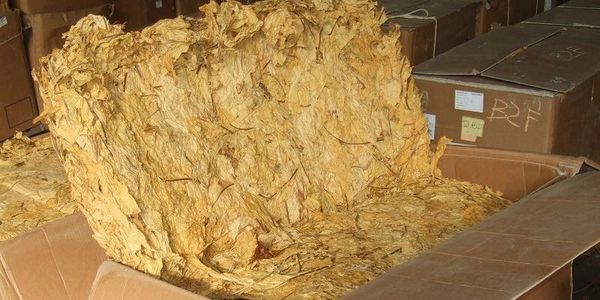 blue ice tobacco Fronto Leaf Master Blue Ice