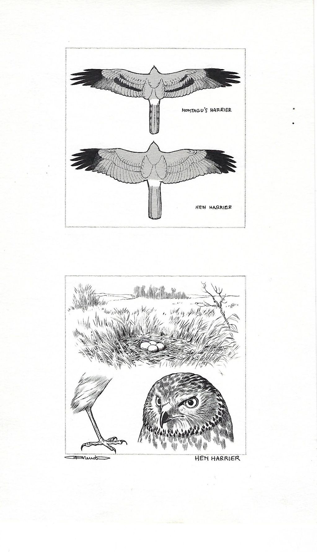 HEN OR MONTAGU'S HARRIER HAWK (2 PANEL)
ORIGINAL PEN AND INK 