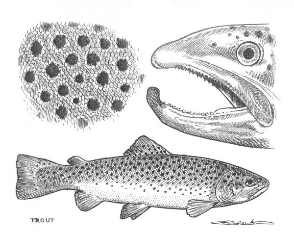 TROUT