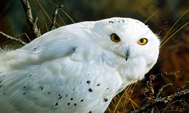 SNOWY OWL