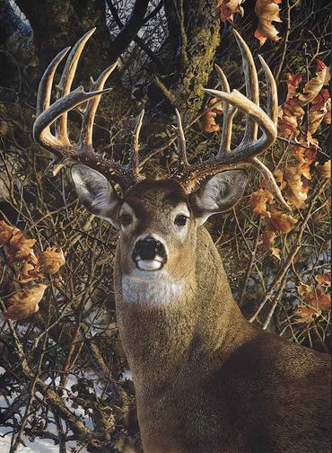 WHITE TAIL BUCK IN RUT