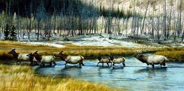 ELK HERD