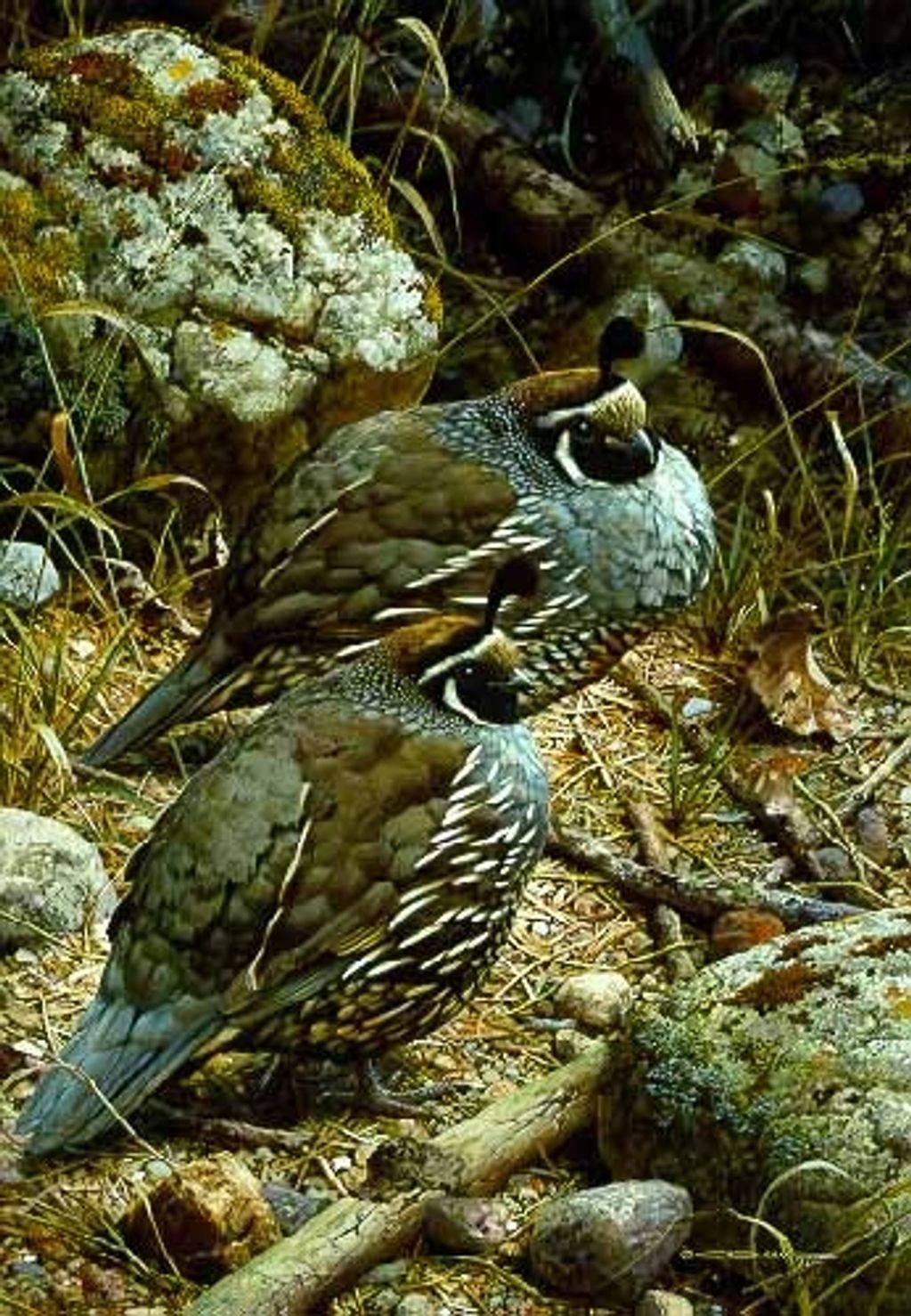 California Quail