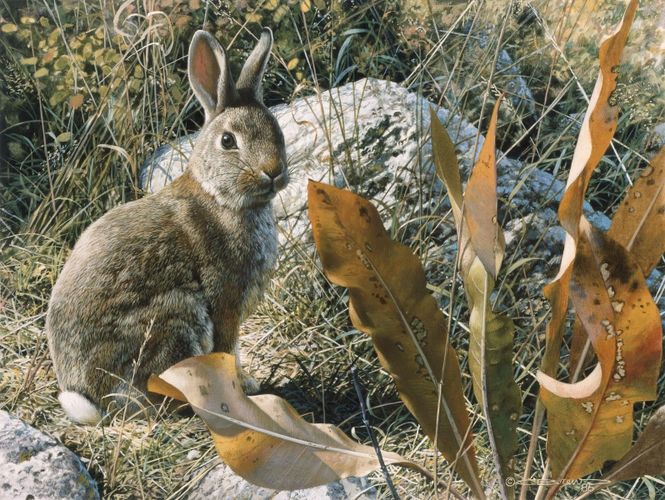 Cotton tail Rabbit by: Carl Brenders