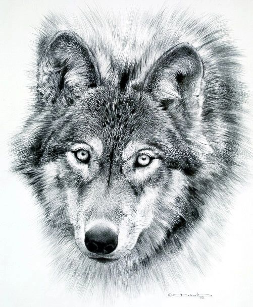 wolf face drawing