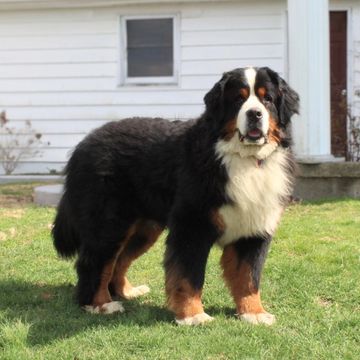 Bernese Mountain Dog standing on grass outside a house.