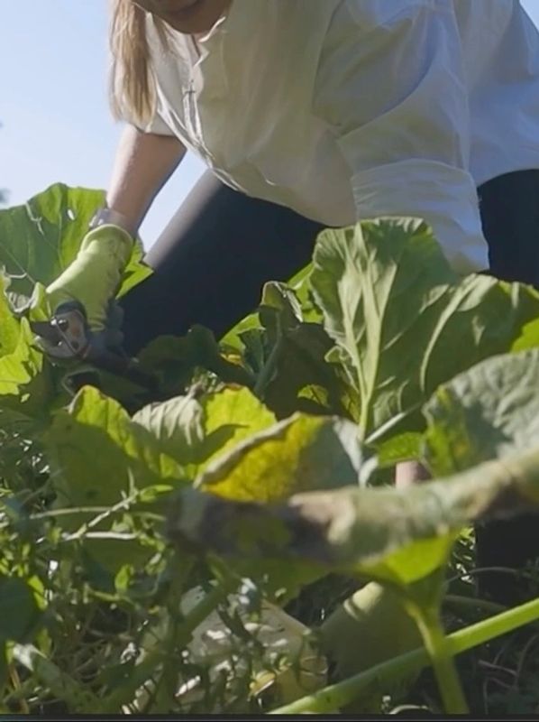 Person harvesting vegetables in a garden.