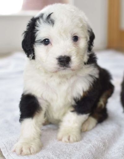 Mini Sheepadoodles Sheepadoodle Breeder